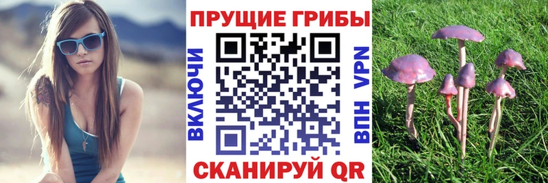 Галлюциногенные грибы Psilocybe  KRAKEN ССЫЛКА  Нарткала 